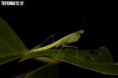 /album/fotogalerie-mantis-from-habitat2/tripiomantis-sp-jpg/